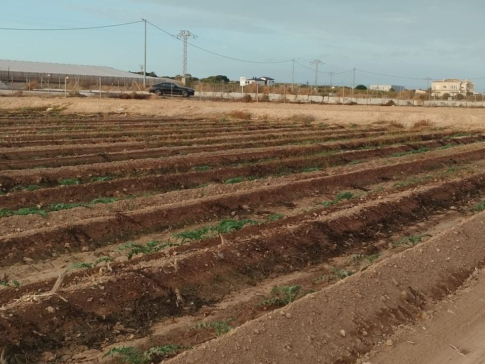 Helårsgrund i La Marina, Alicante - foto 2