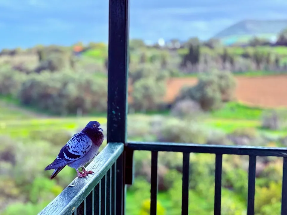 Farm i Telde, Gran Canaria - foto 4