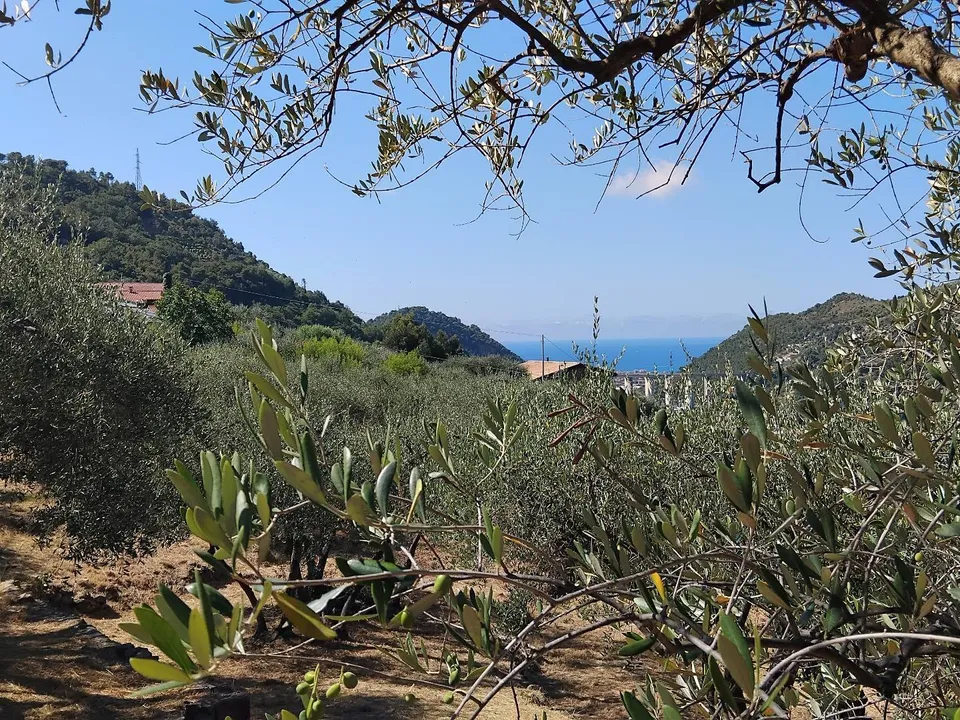 Helårsgrund i San Biagio della Cima, Imperia - foto 1