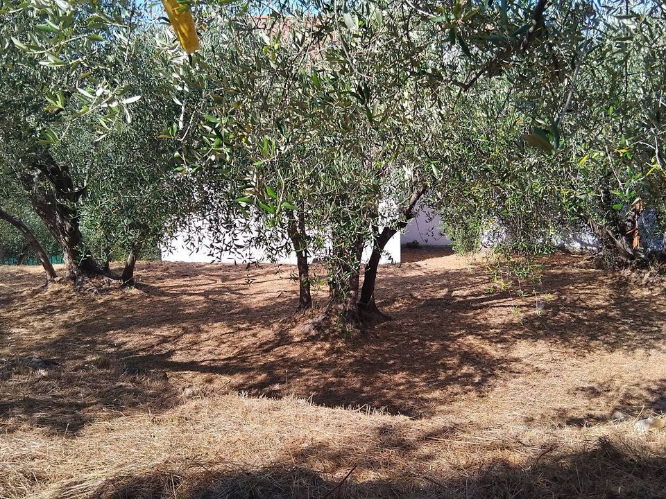 Helårsgrund i San Biagio della Cima, Imperia - foto 4