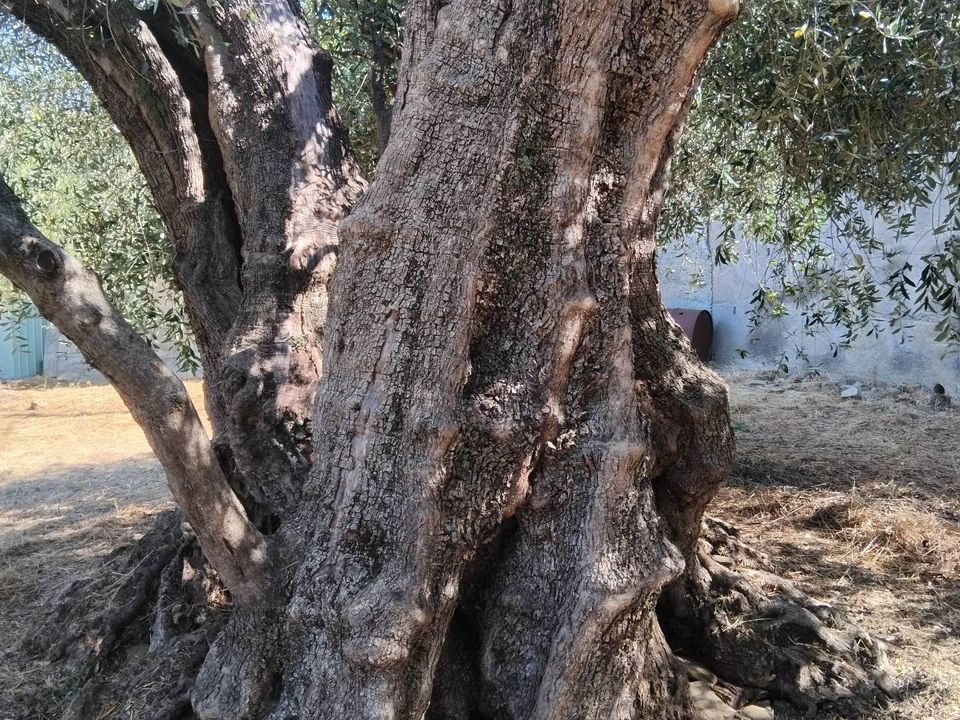 Helårsgrund i San Biagio della Cima, Imperia - foto 5