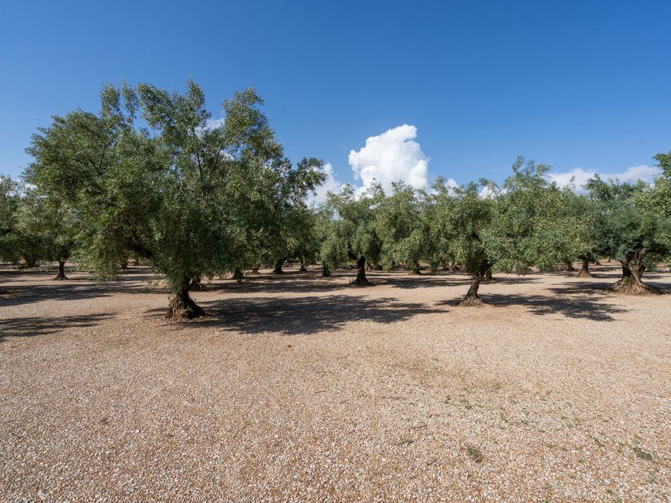 Finca i Ulldecona, Tarragona - foto 5