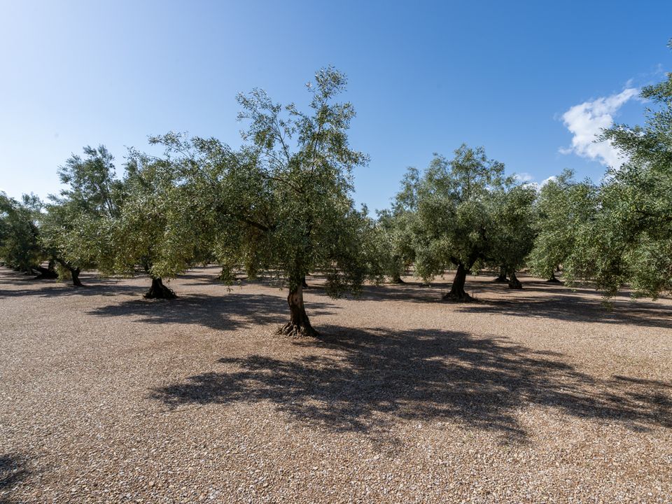 Finca i Ulldecona, Tarragona - foto 3