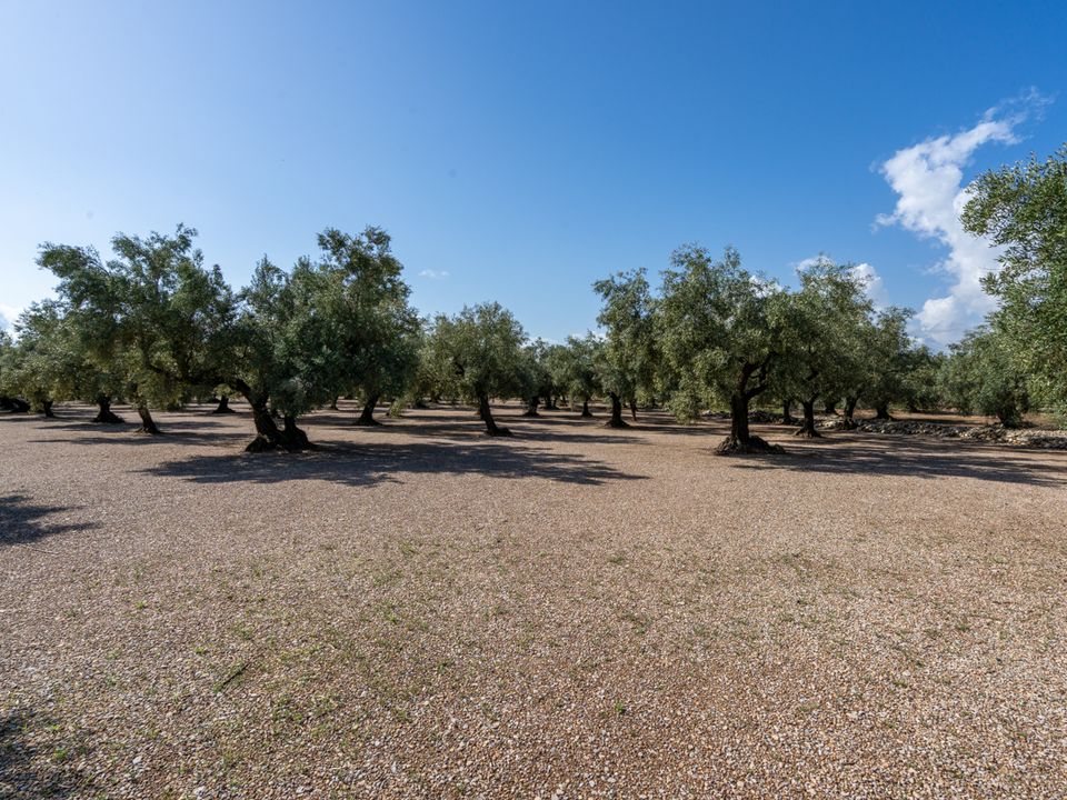 Finca i Ulldecona, Tarragona - foto 2