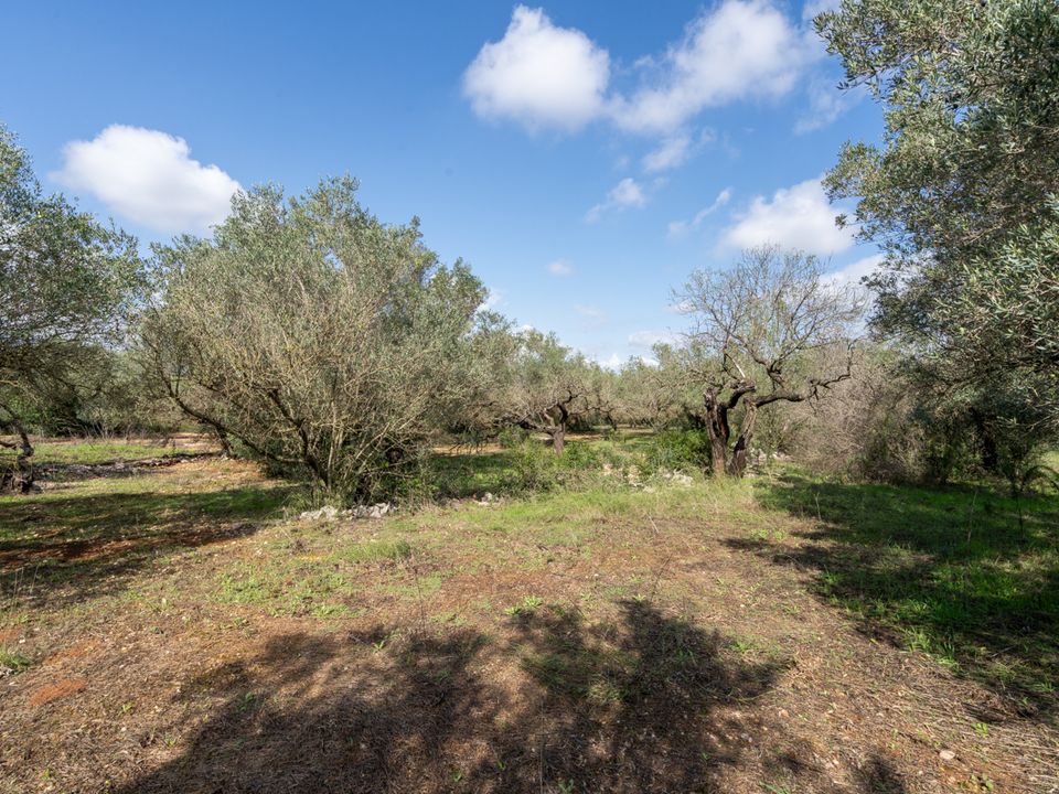 Finca i Godall, Tarragona - foto 5