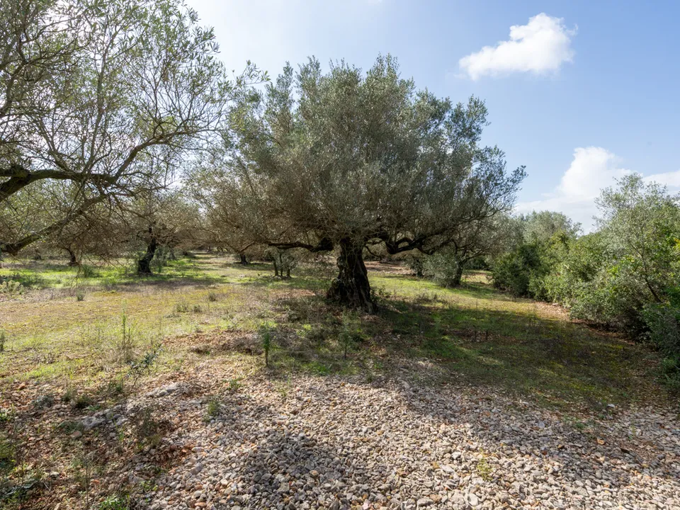 Finca i Godall, Tarragona - foto 3