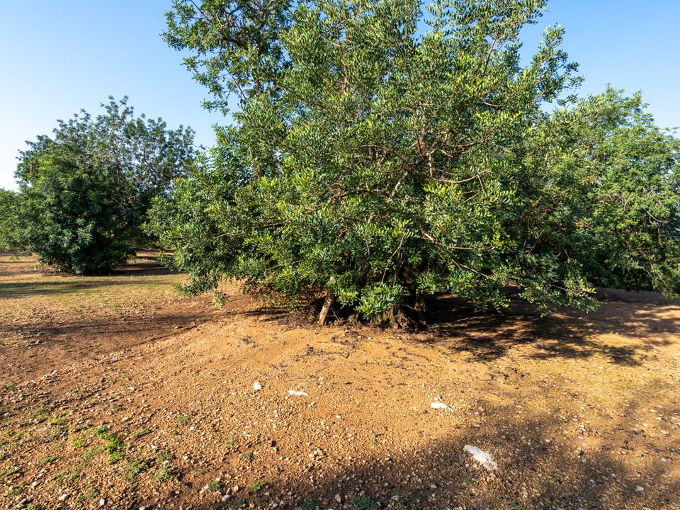Finca i Godall, Tarragona - foto 5