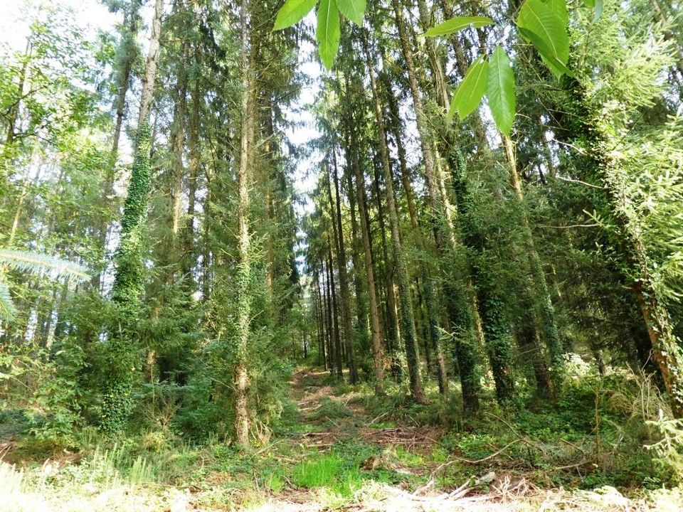 Terra a Melrand, Morbihan - foto 1