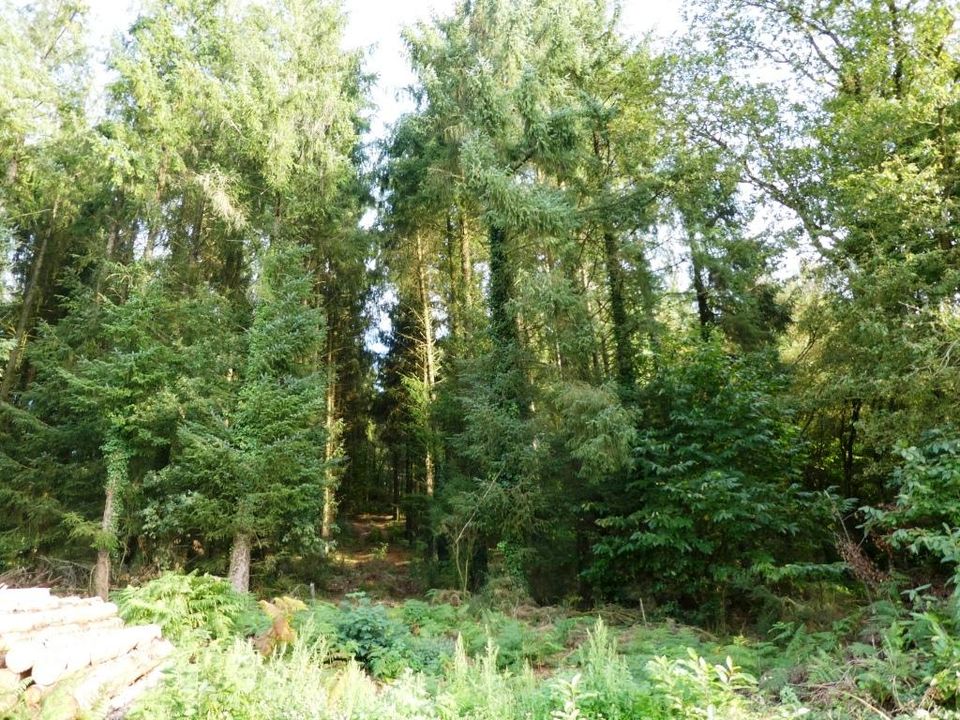 Terra a Melrand, Morbihan - foto 2