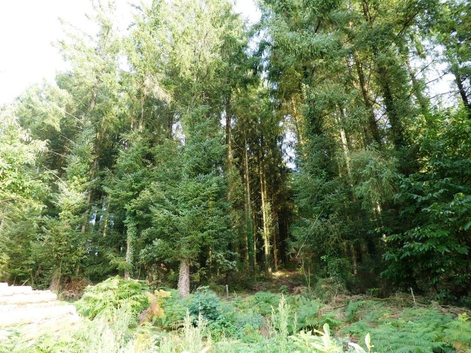 Terra a Melrand, Morbihan - foto 4