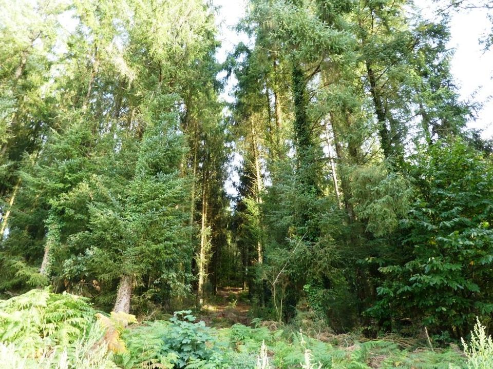 Terra a Melrand, Morbihan - foto 5