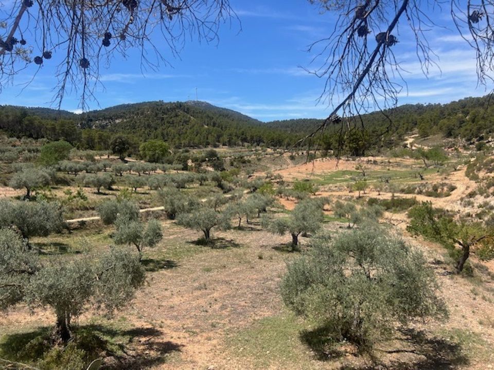 Finca i Jalance, Valencia - foto 3