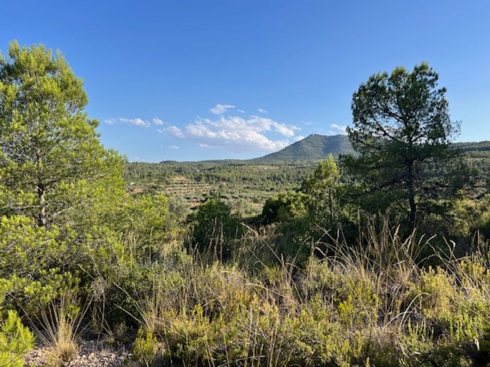 Finca i Ayora, Valencia - foto 3