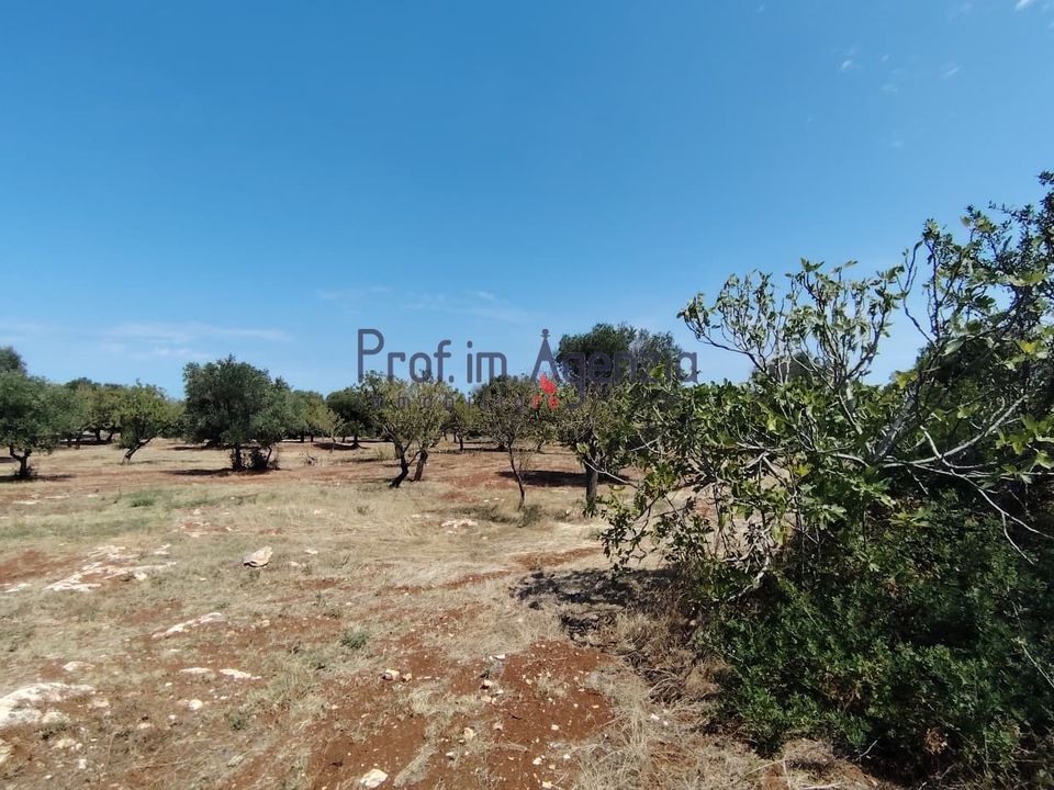 Helårsgrund i Carovigno, Brindisi - foto 2