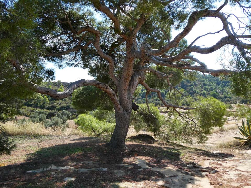 Finca i Maella, Zaragoza - foto 2