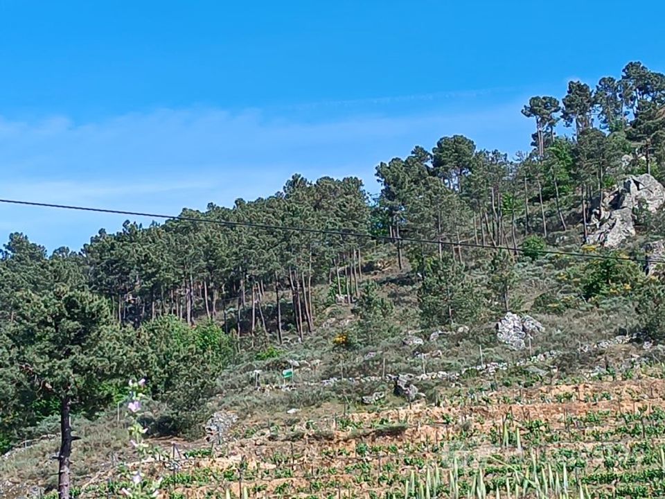 Helårsgrund i Parada do Bispo e Valdigem, Viseu - foto 3