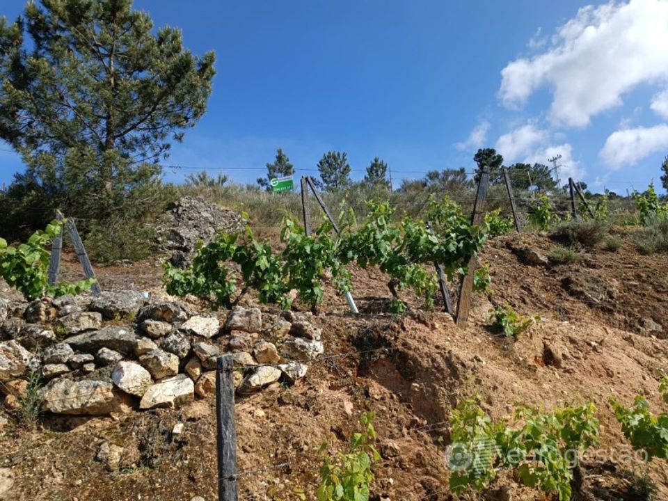 Helårsgrund i Parada do Bispo e Valdigem, Viseu - foto 4