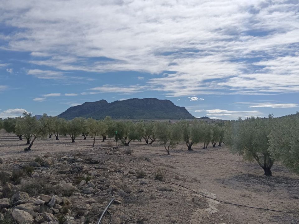 Helårsgrund i Salinas, Alicante - foto 2