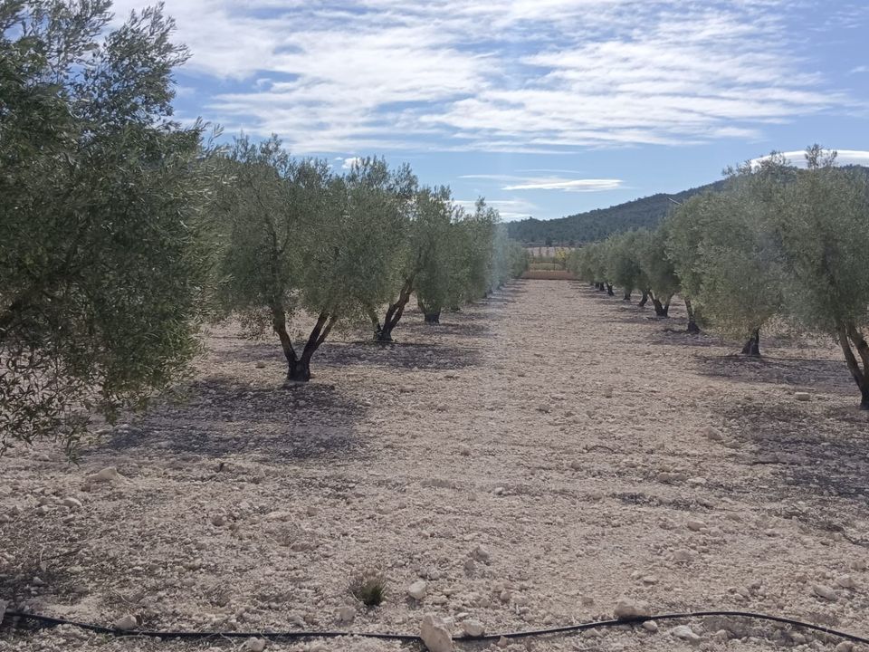 Helårsgrund i Salinas, Alicante - foto 4