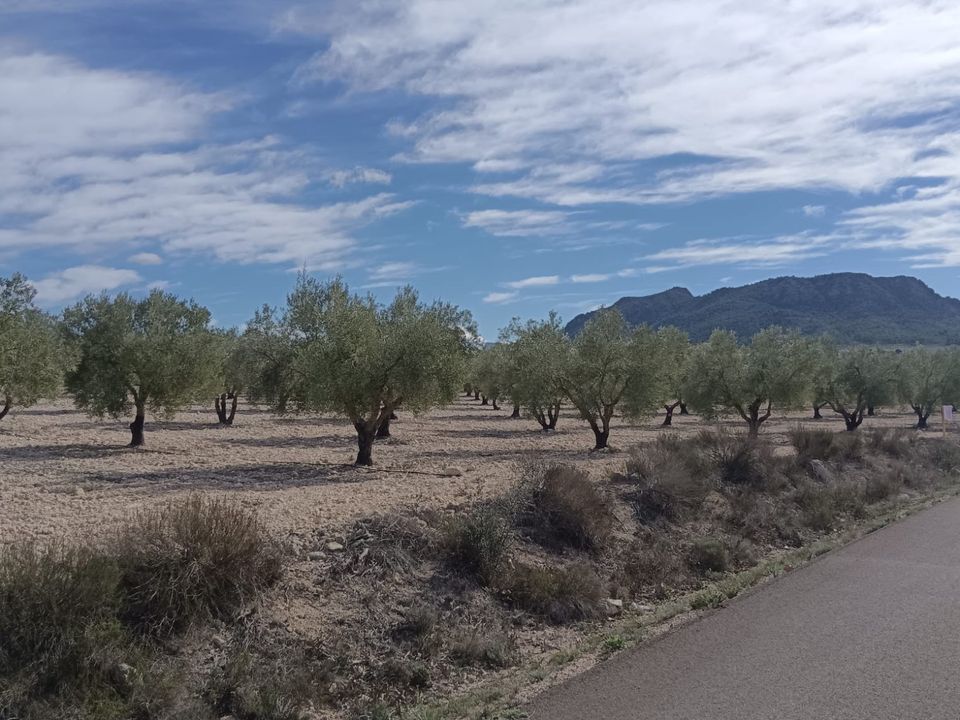 Helårsgrund i Salinas, Alicante - foto 5