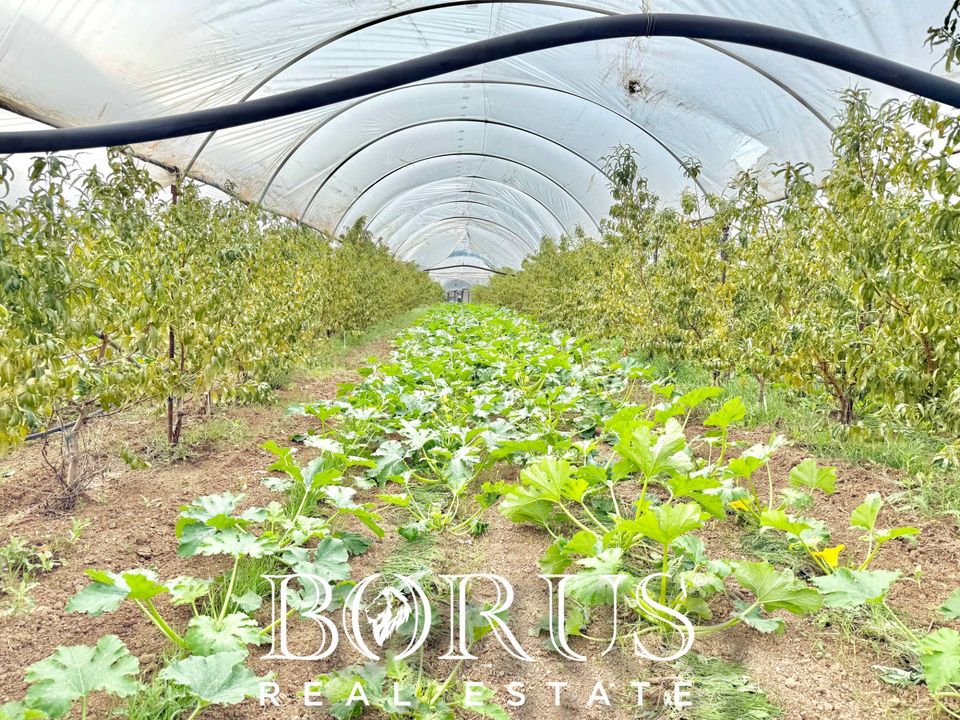 Farm i Sessa Aurunca, Caserta - foto 1