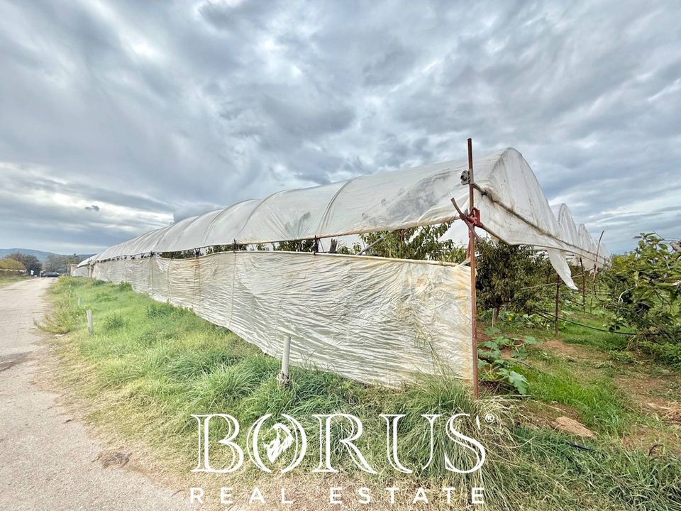 Farm i Sessa Aurunca, Caserta - foto 2