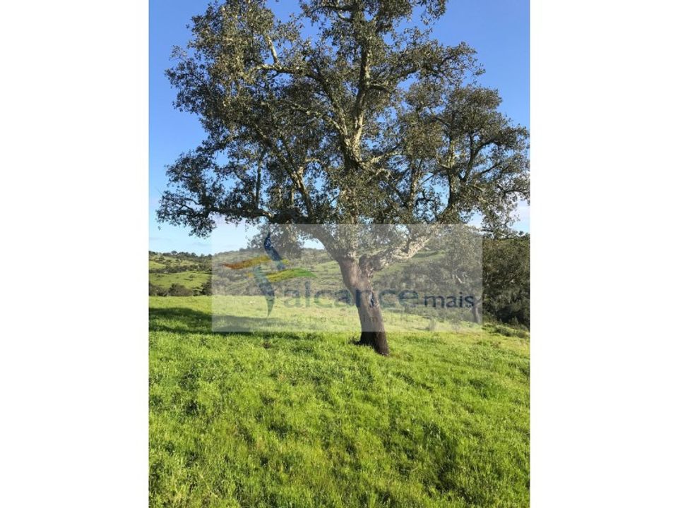 Landejendom i Safara, Beja - foto 5