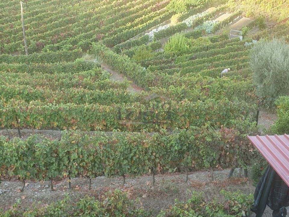 Farm i Vila Real, Vila Real - foto 4