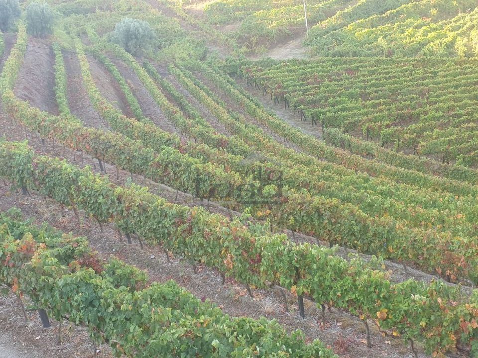 Farm i Vila Real, Vila Real - foto 5