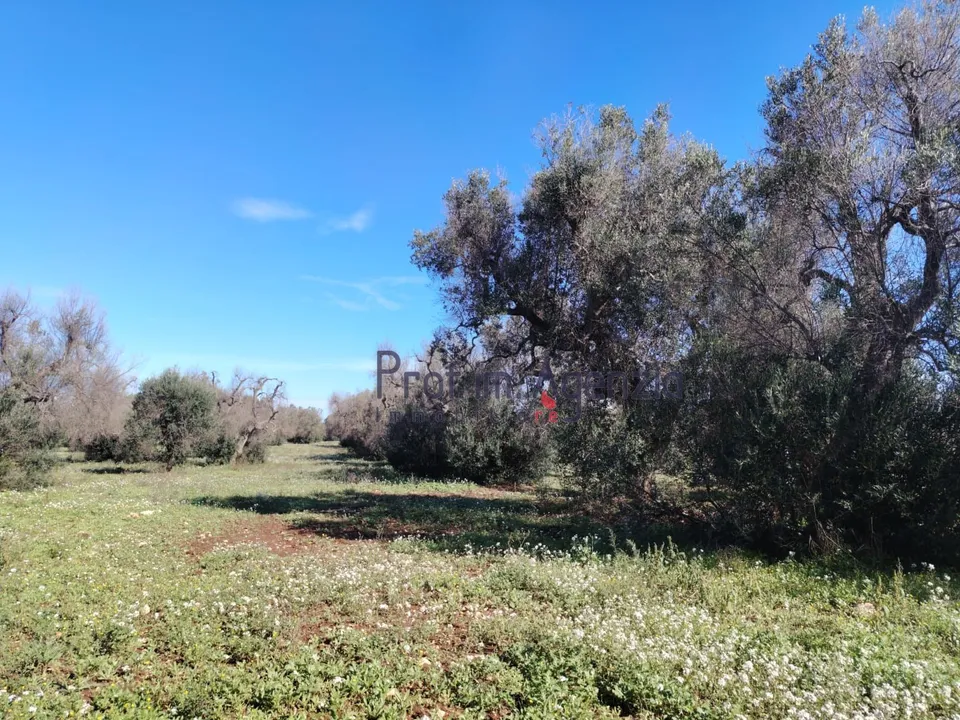Helårsgrund i Carovigno, Brindisi - foto 3