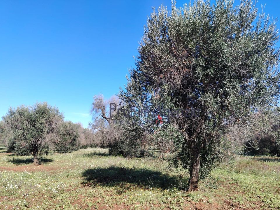 Helårsgrund i Carovigno, Brindisi - foto 5