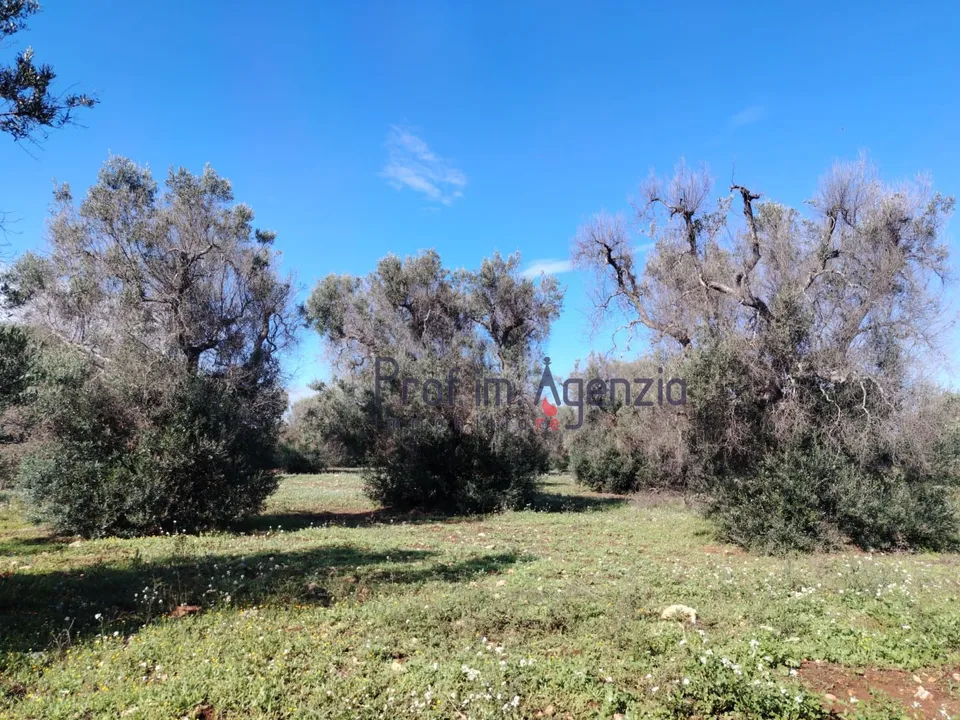 Helårsgrund i Carovigno, Brindisi - foto 1