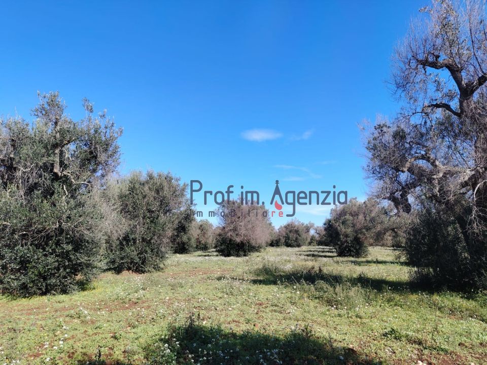 Helårsgrund i Carovigno, Brindisi - foto 4