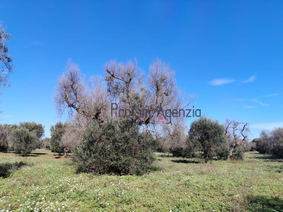 Helårsgrund i Carovigno, Brindisi - foto 2