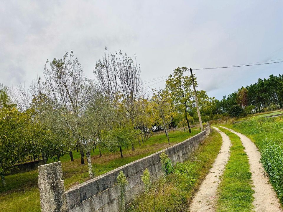 Helårsgrund i Anadia, Aveiro - foto 2