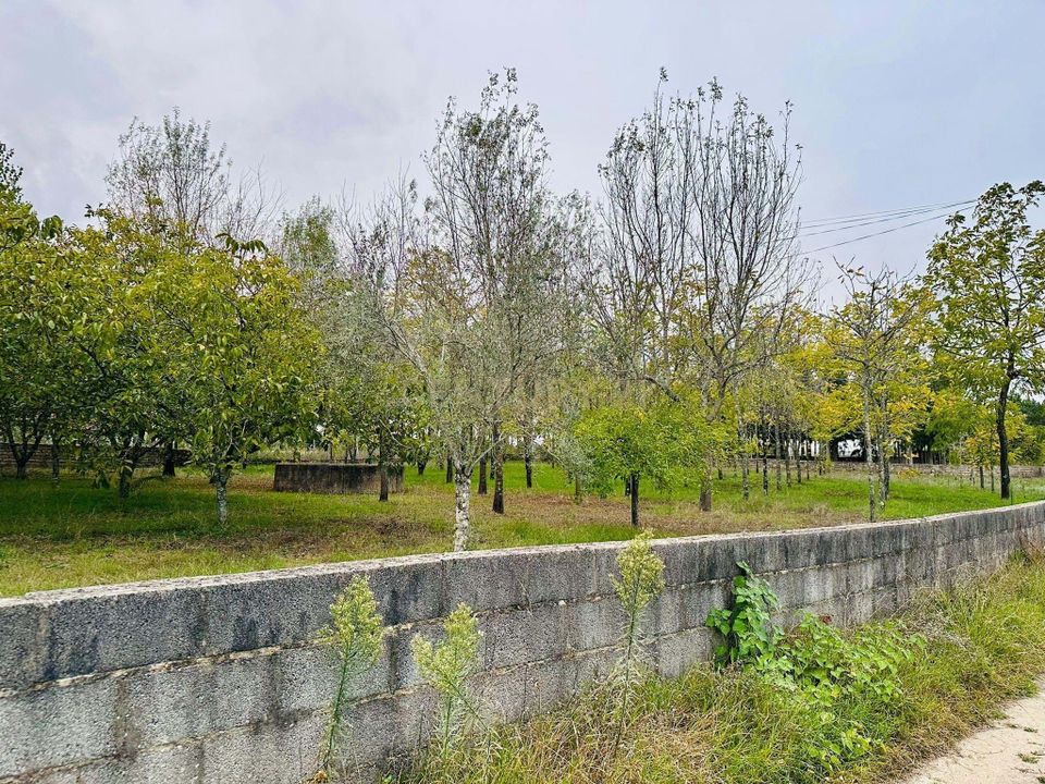 Helårsgrund i Anadia, Aveiro - foto 5