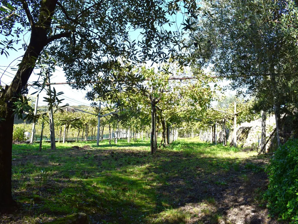 Tomt i Sant'Ambrogio di Valpolicella, Verona - bilde 3