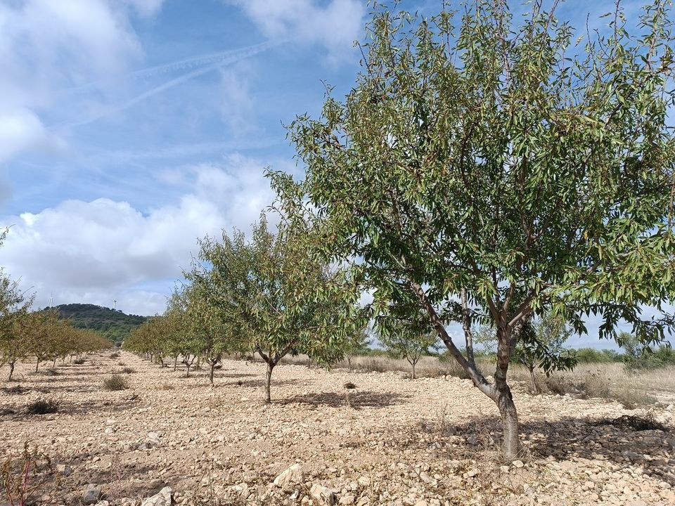Helårsgrund i Yecla, Murcia - foto 1
