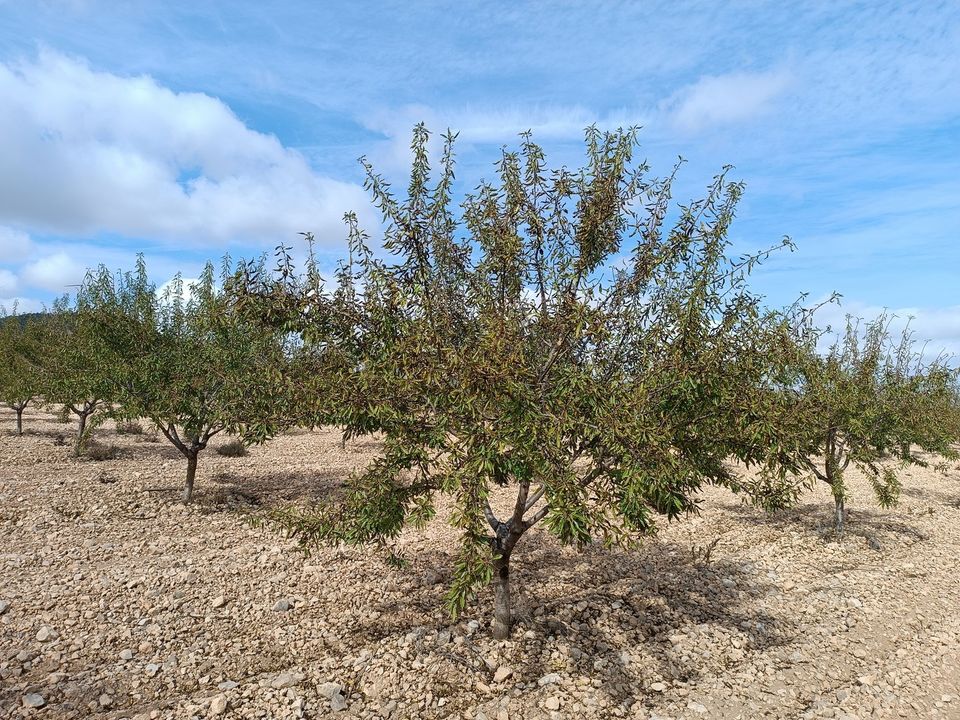 Helårsgrund i Yecla, Murcia - foto 2