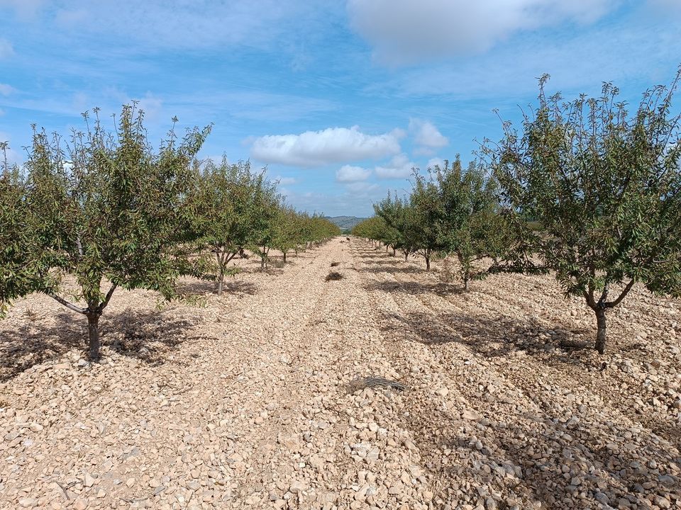 Helårsgrund i Yecla, Murcia - foto 3