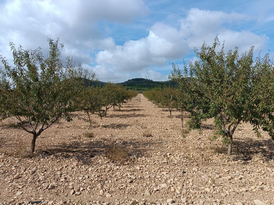 Helårsgrund i Yecla, Murcia - foto 4