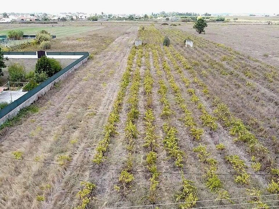 Helårsgrund i Alpiarca, Santarem - foto 3