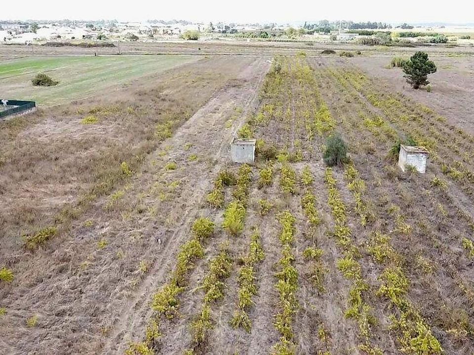 Helårsgrund i Alpiarca, Santarem - foto 4