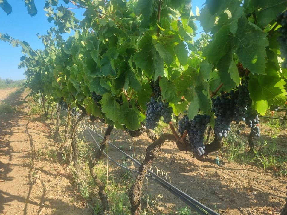 Helårsgrund i Masainas, Sud Sardegna - foto 4