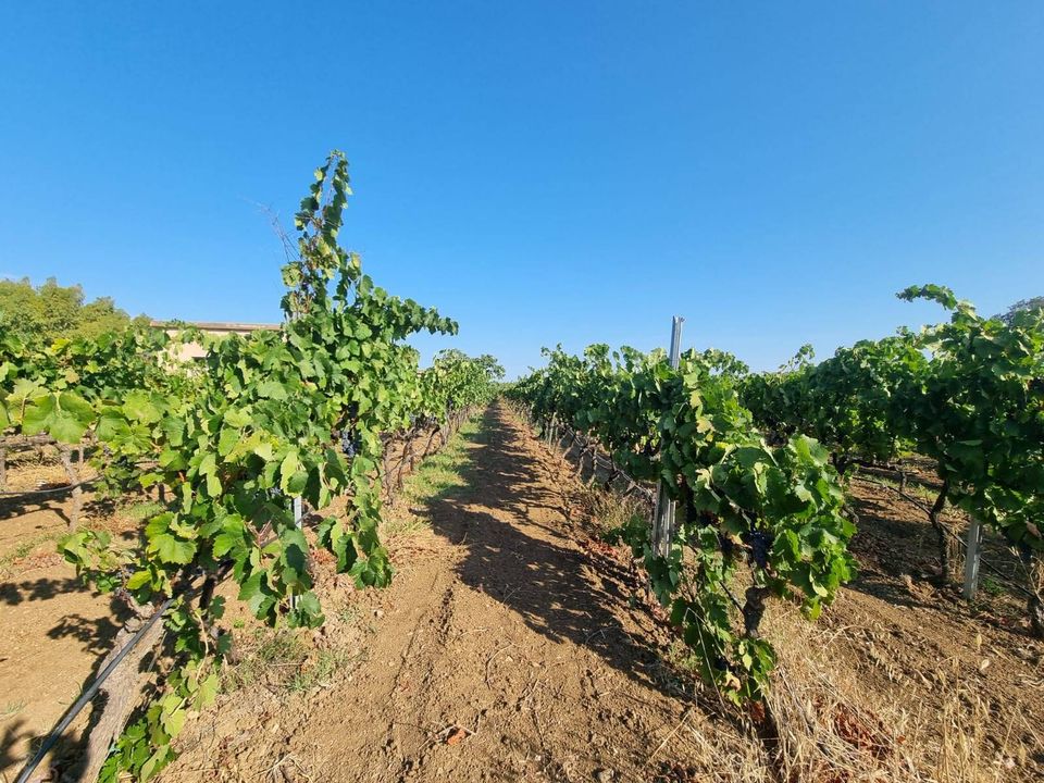 Helårsgrund i Masainas, Sud Sardegna - foto 5
