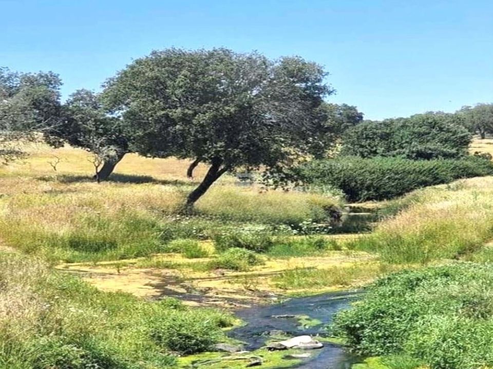 Farm hus i Terrugem e Vila Boim, Portalegre - foto 5