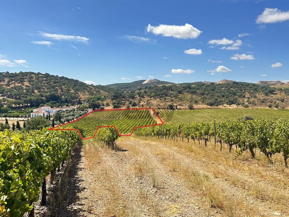 Terra a Borba, Evora - foto 2