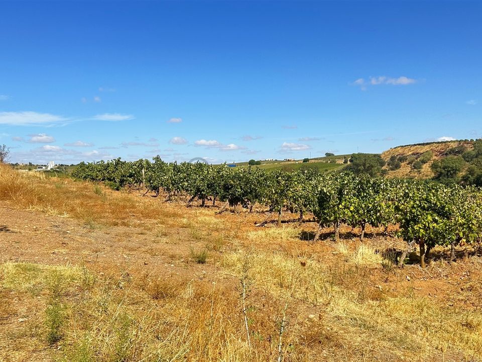 Terra a Borba, Evora - foto 4