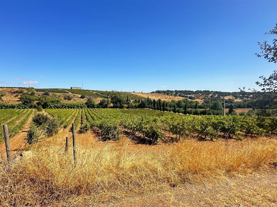 Terra a Borba, Evora - foto 5
