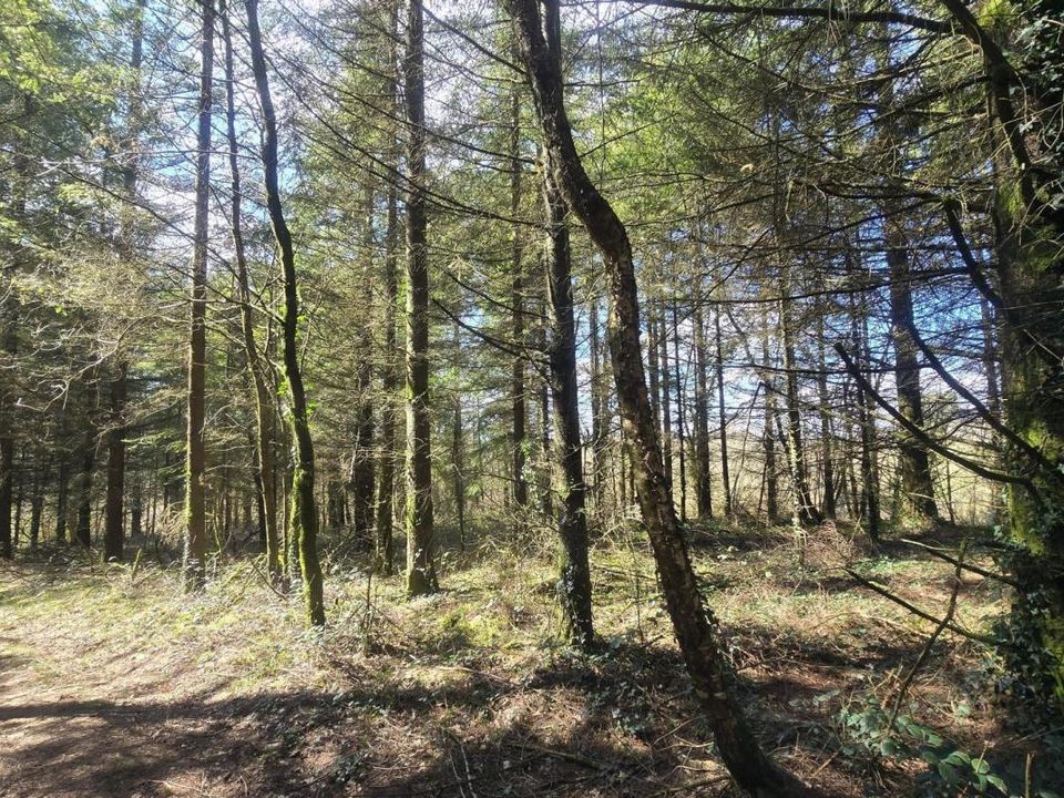 Helårsgrund i Silfiac, Morbihan - foto 4